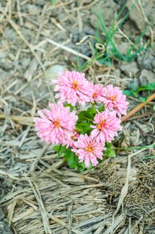 Pink Zinnia Elegans Flower In Nature Garden Stock Photo