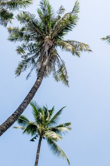 Two Coconut Palm Trees Against Bright Blue Sky. Travel, Vacation Concept Royalty Free Stock Photos Two Coconut Palm Trees Against Bright Blue Sky. Travel, Vacation Concept Royalty Free Stock Photos