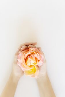 Top View Child Hands Holding Blooming Tea Rose With Pink And Yellow Petals. Womans Day, Mothers Day Stock Photo Top View Child Hands Holding Blooming Tea Rose With Pink And Yellow Petals. Womans Day, Mothers Day Stock Photo