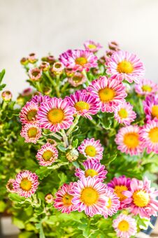 Pink Dendranthemum Grandifflora Flower In Nature Garden Royalty Free Stock Photography Pink Dendranthemum Grandifflora Flower In Nature Garden Royalty Free Stock Photography
