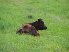 A Lone Cow Grazing In A Summer Meadow Stock Photo