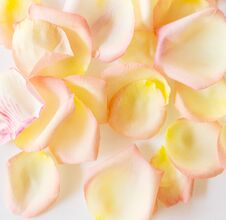 Top View Flat Lay Yellow And Pink Tea Rose Petals On White Background. Love, Romance, Valentines Day Concept Stock Images