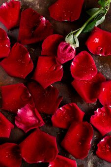 Top View Flat Lay Red Rose Petals On Dark Background. Romance, Passion Concept. Valentines Day Stock Image