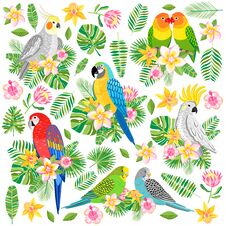 Vector Parrot Illustration. Tropical Bird Isolated Stock Image