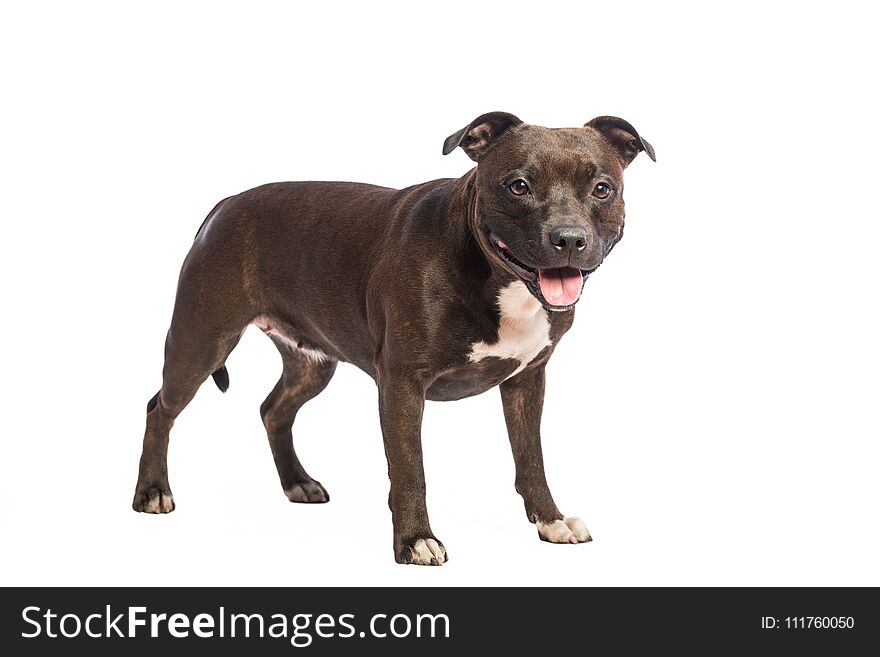 Cute pitbull dog with opened mouth lying isolated on white background