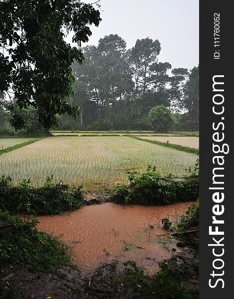 Light Rain On The Rice Fields In Laos