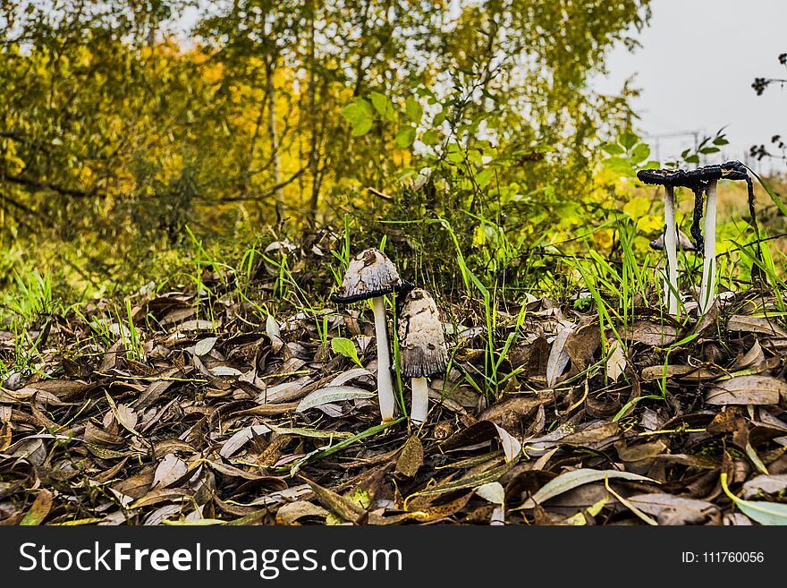 Black and white, Inky cap mushrooms near the city road. Black and white, Inky cap mushrooms near the city road.