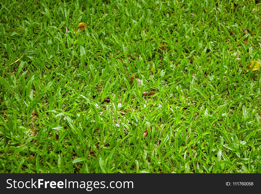 Fresh Green Grass In Nature Garden