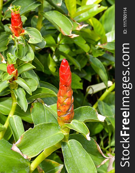 Close up red zingiber zerumbet flower in nature garden