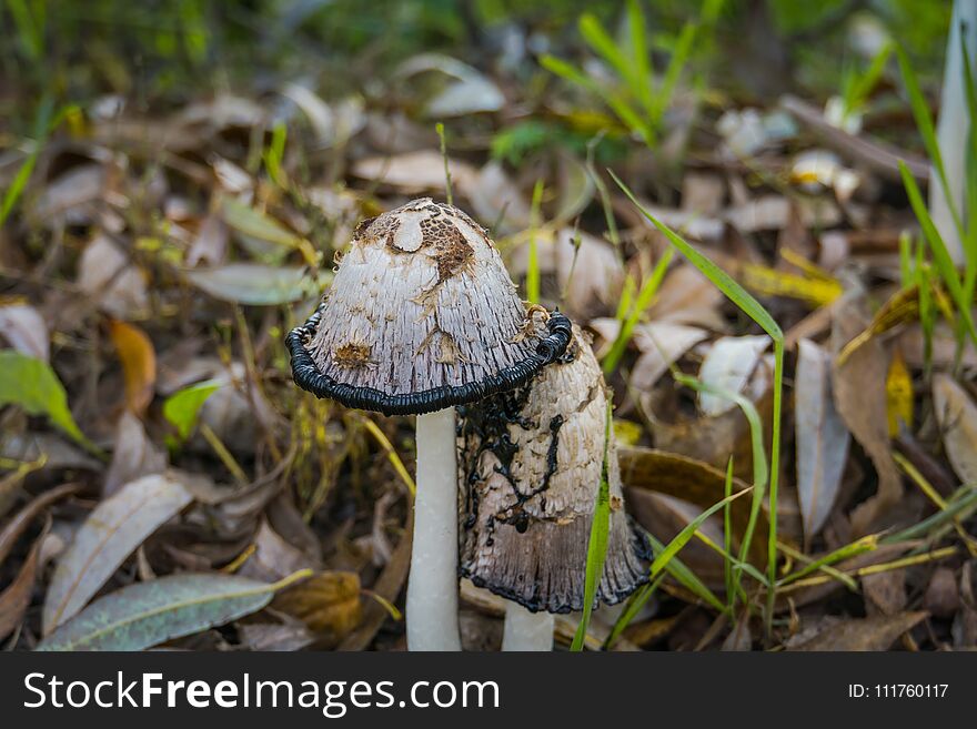 Inky cap at the road