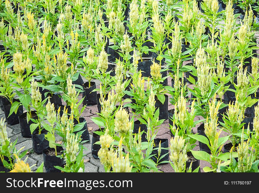 Yellow Celosia Argentea Flower