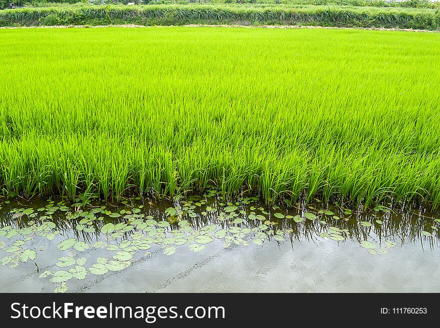 Fresh Green Rice Tree In Country Thailand