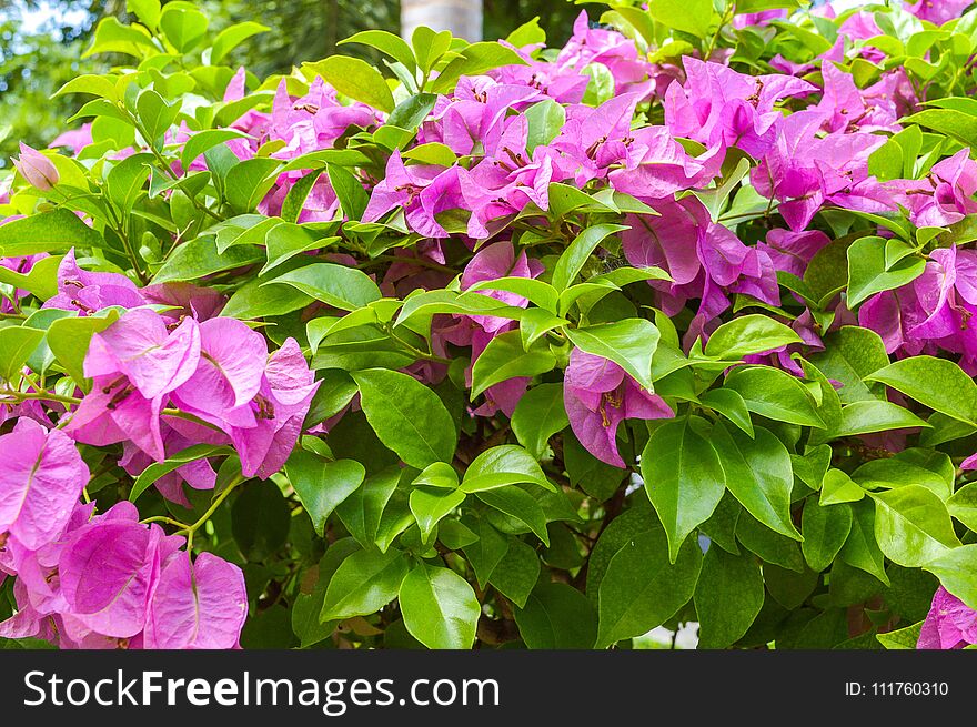 Close up pink bougainvillea flower in nature garden