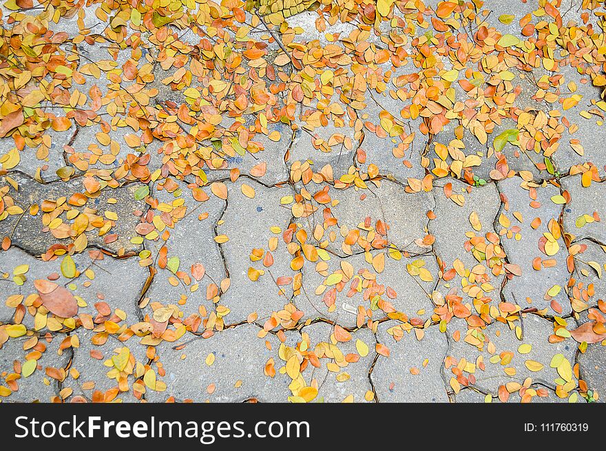 Dry Leaves Fall On Cement Brick Floor