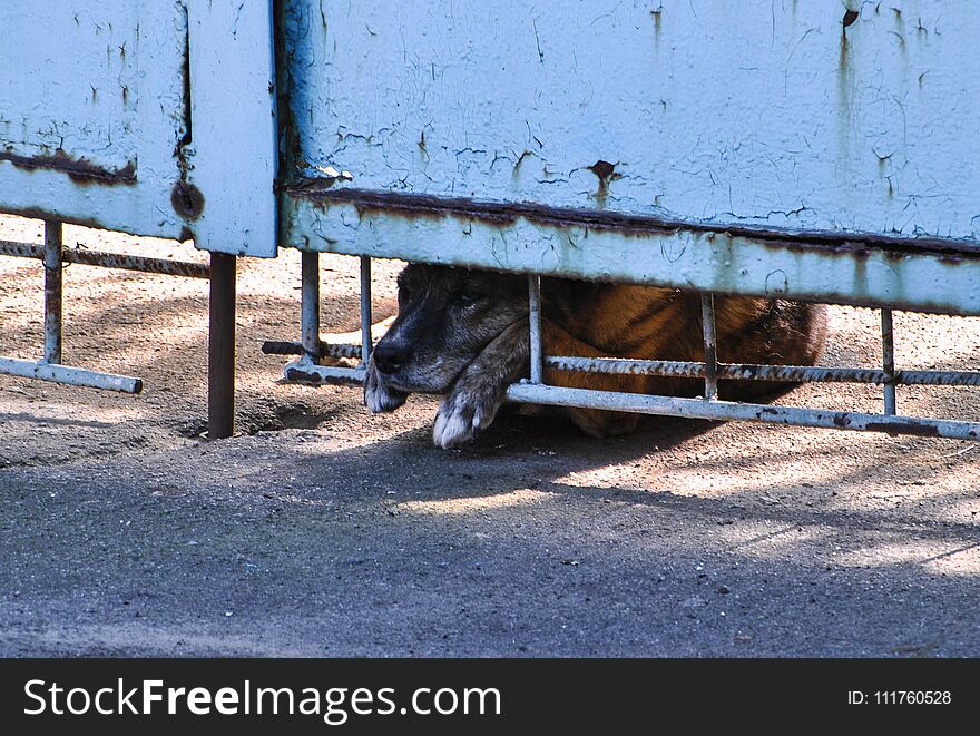 Sad Homeless Dog Is Looking Out The Fence. Animal Care Concept.