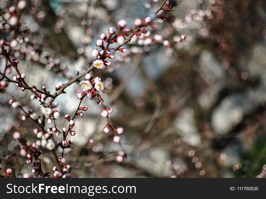 Beautiful cherry blossoms show tenderness of spring. Spring is the beginning of life. Beautiful cherry blossoms show tenderness of spring. Spring is the beginning of life.