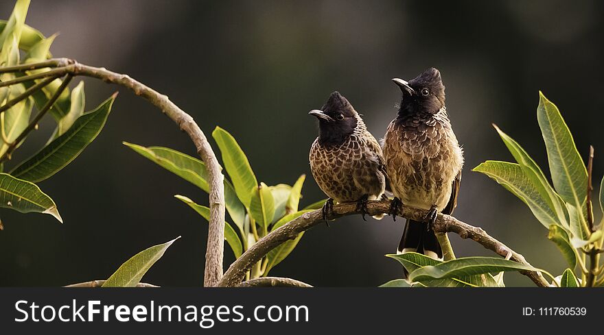 Red Vented Bulbul pair sitting on a branch basking in the evening sun. Red Vented Bulbul pair sitting on a branch basking in the evening sun