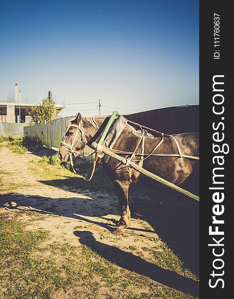 Rural portrait of a horse in harness, sunny summer day, vintage. Rural portrait of a horse in harness, sunny summer day, vintage.