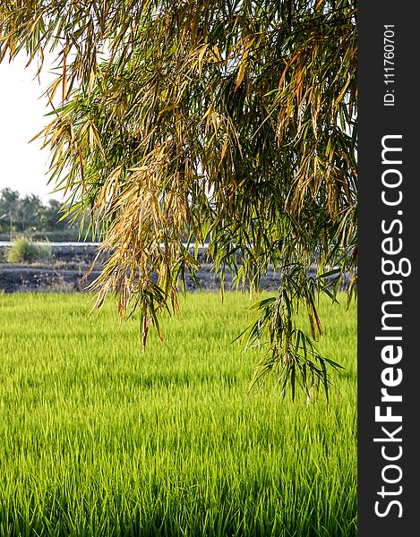 Fresh green bamboo tree and rice field in nature garden