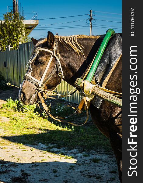 Rural portrait of a horse in harness, sunny summer day. Rural portrait of a horse in harness, sunny summer day.