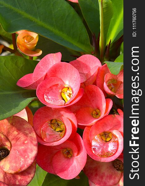 Beautiful pink euphorbia milii flower in nature garden