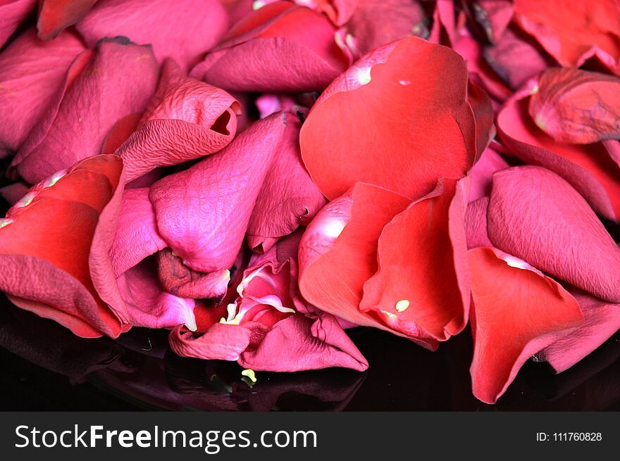 Petals Of Red Roses On The Black Plate