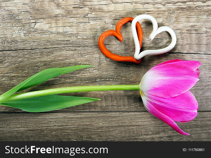 Tulip on a wooden background. close-up