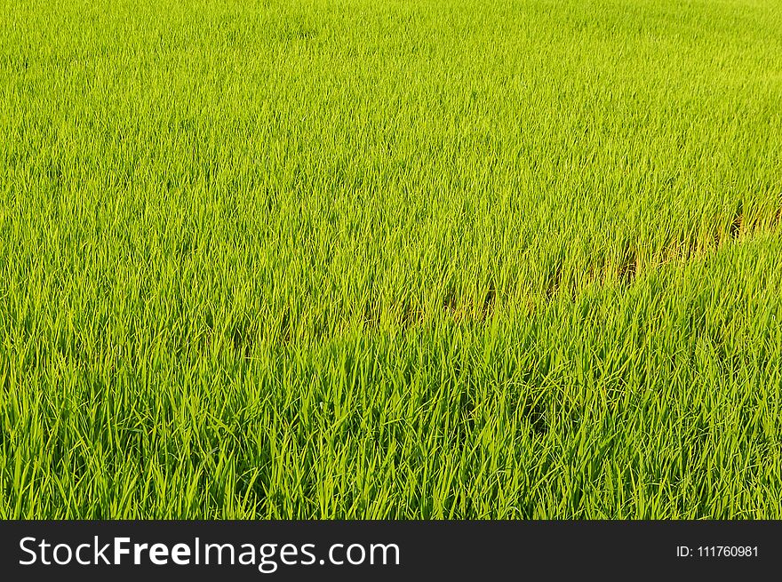 Fresh Green Rice Tree In Country Thailand