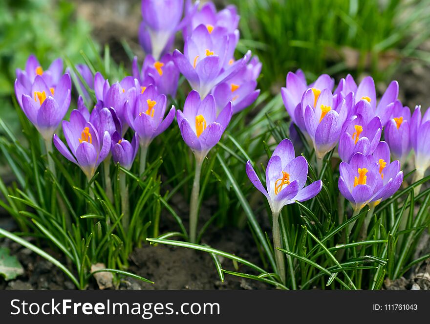 Purple crocus made his way through the soil.