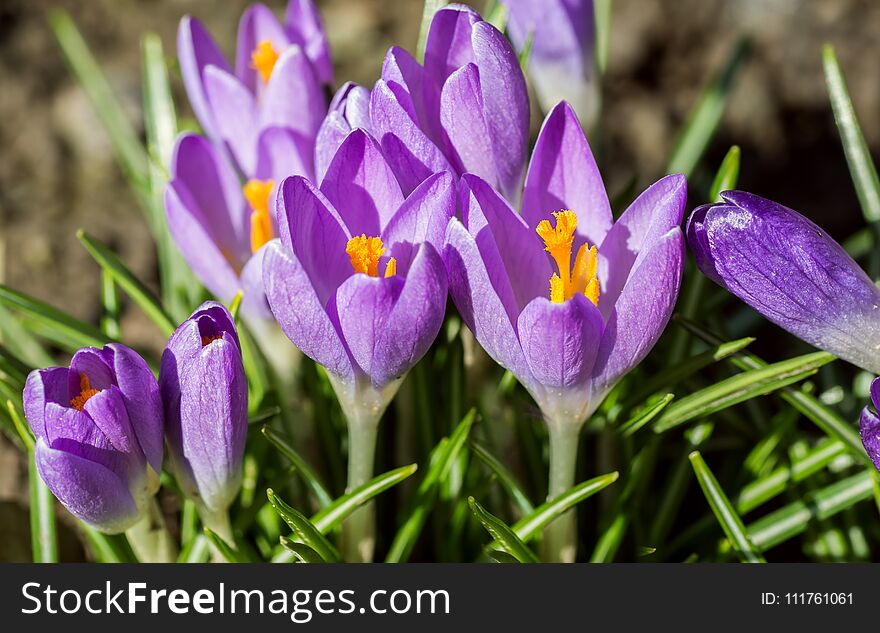 Purple crocus made his way through the soil.