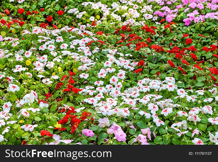 Colorful Catharanthus Roseus Flower In Nature Garden