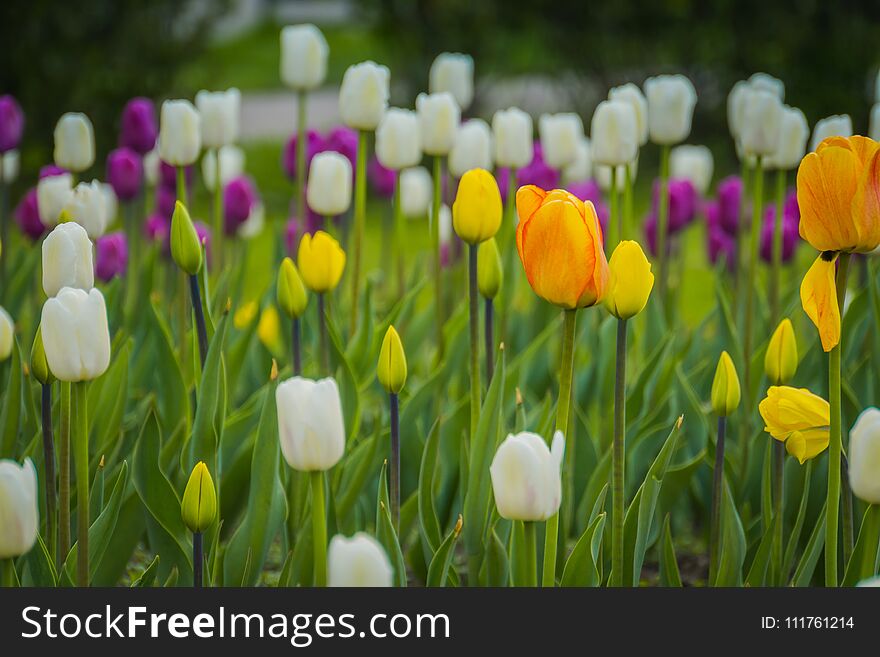 Bright tulips blooming, spring flowers in the flowerbed, city streets decoration. Bright tulips blooming, spring flowers in the flowerbed, city streets decoration.