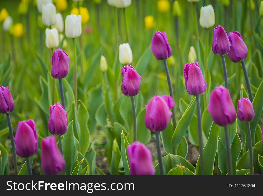 Bright tulips blooming, spring flowers in the flowerbed, city streets decoration. Bright tulips blooming, spring flowers in the flowerbed, city streets decoration.