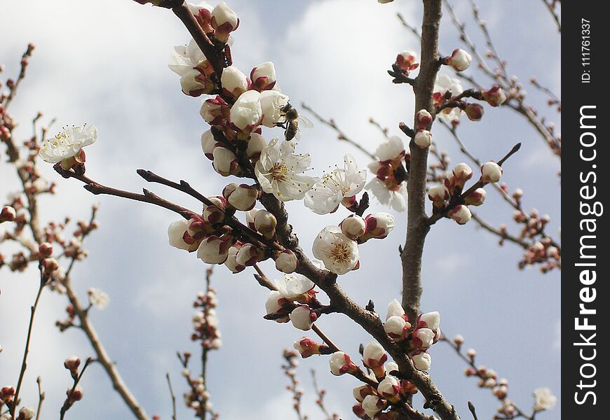 Flowering apricot tree, white flowers.