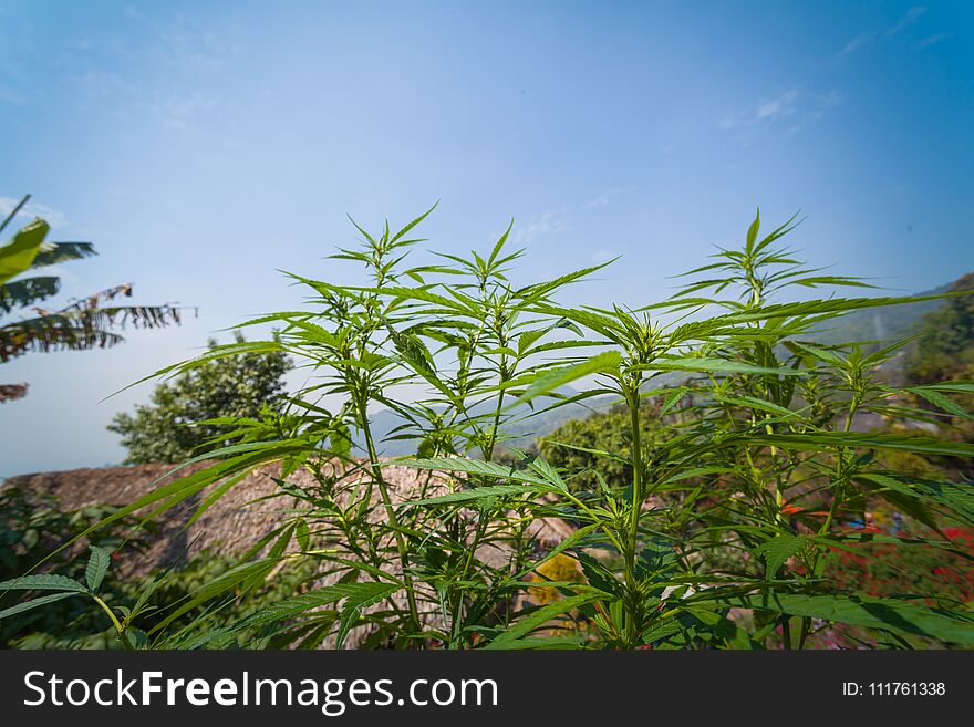 hemp was planted for the show in Hmong tribal village in a valley of Doi Pui to Doi Suthep National Park Chiang Mai Thailand. hemp was planted for the show in Hmong tribal village in a valley of Doi Pui to Doi Suthep National Park Chiang Mai Thailand.