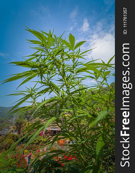 hemp was planted for the show in Hmong tribal village in a valley of Doi Pui to Doi Suthep National Park Chiang Mai Thailand. hemp was planted for the show in Hmong tribal village in a valley of Doi Pui to Doi Suthep National Park Chiang Mai Thailand.