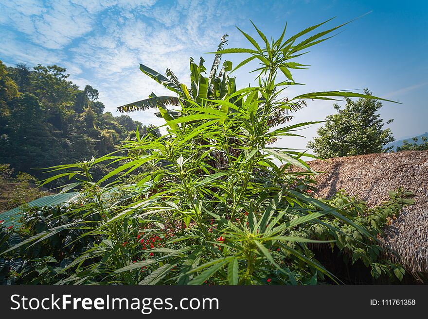 hemp was planted for the show in Hmong tribal village in a valley of Doi Pui to Doi Suthep National Park Chiang Mai Thailand. hemp was planted for the show in Hmong tribal village in a valley of Doi Pui to Doi Suthep National Park Chiang Mai Thailand.