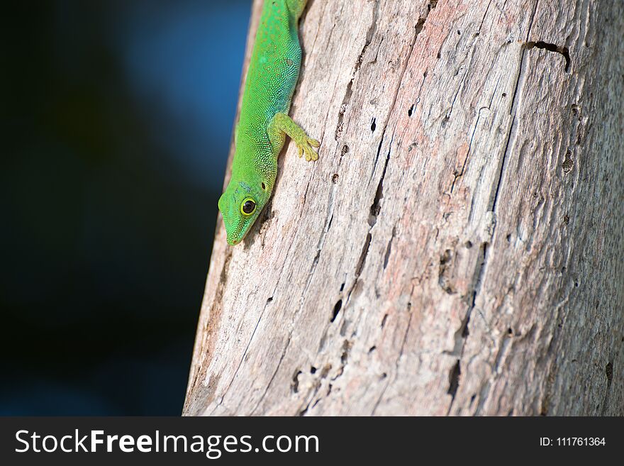Green lizard on tree with interesting bark patterns on island