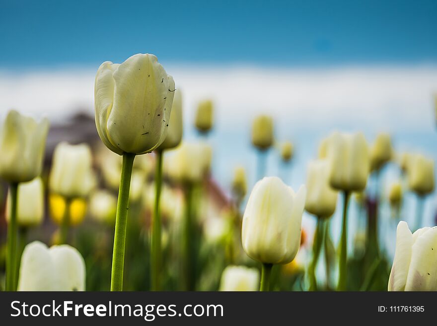 Bright tulips blooming, spring flowers in the flowerbed, city streets decoration. Bright tulips blooming, spring flowers in the flowerbed, city streets decoration.