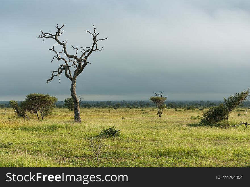 Lone dead tree in green african savannah