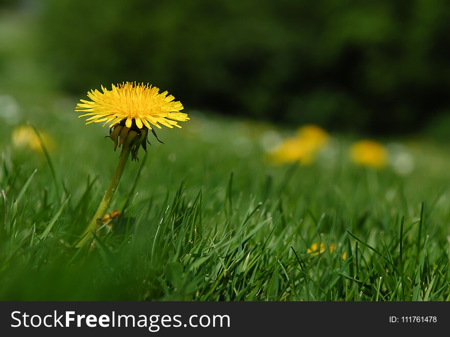 Spring meadow setting with yellow dandelions, a single flower in focus with backround in shallow depth of field. Color and flower portraiys growth and vitality. Spring meadow setting with yellow dandelions, a single flower in focus with backround in shallow depth of field. Color and flower portraiys growth and vitality.