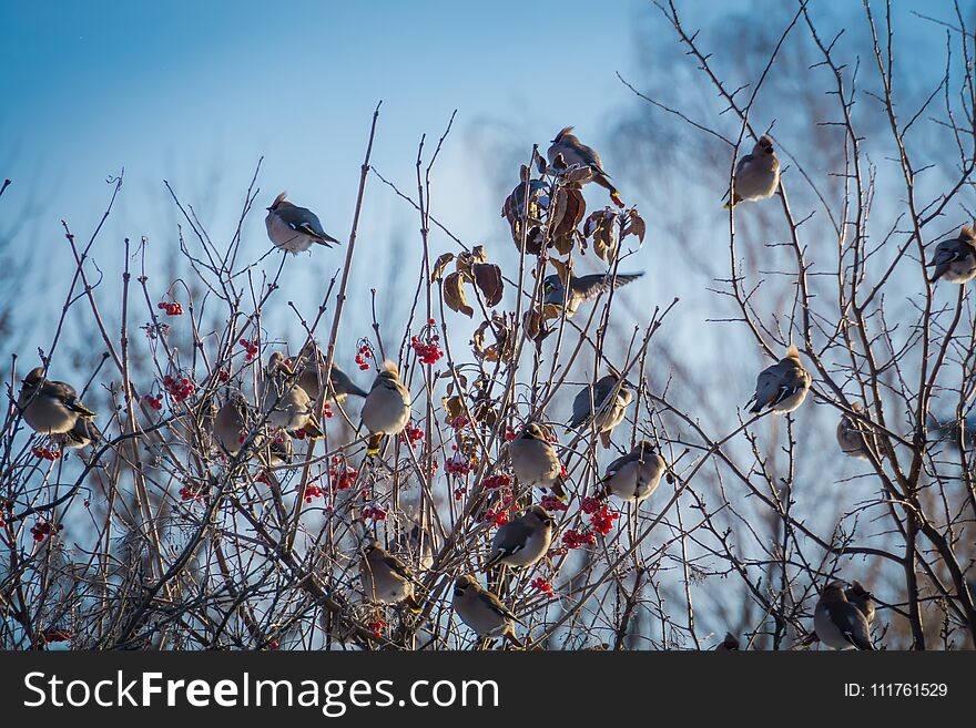 Hungry waxwing birds sitting on frosted tree branches. Hungry waxwing birds sitting on frosted tree branches.