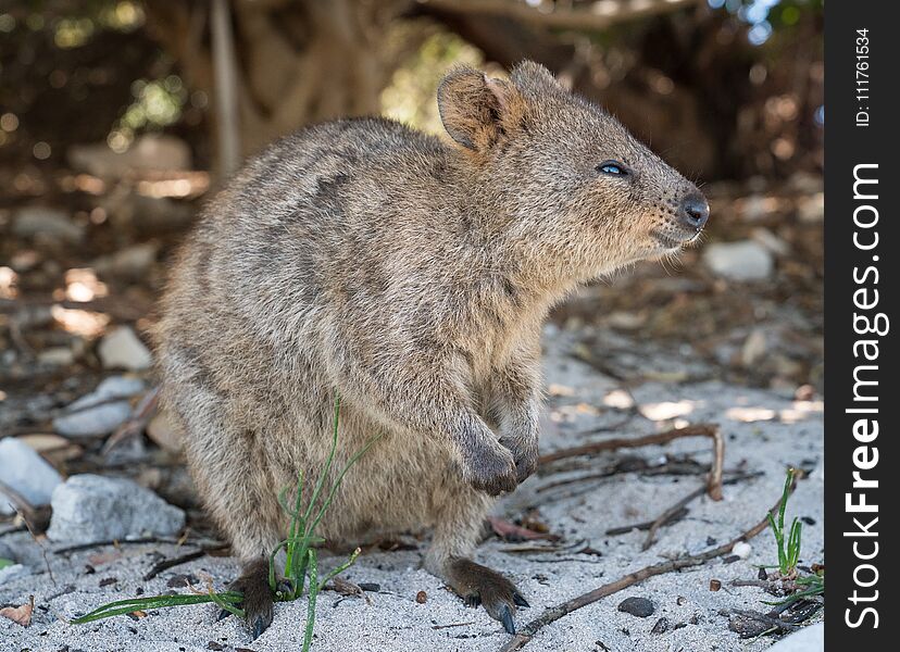 Quokka, Setonix brachyurus, image was taken on Rottnest Island, Western Australia. Quokka, Setonix brachyurus, image was taken on Rottnest Island, Western Australia