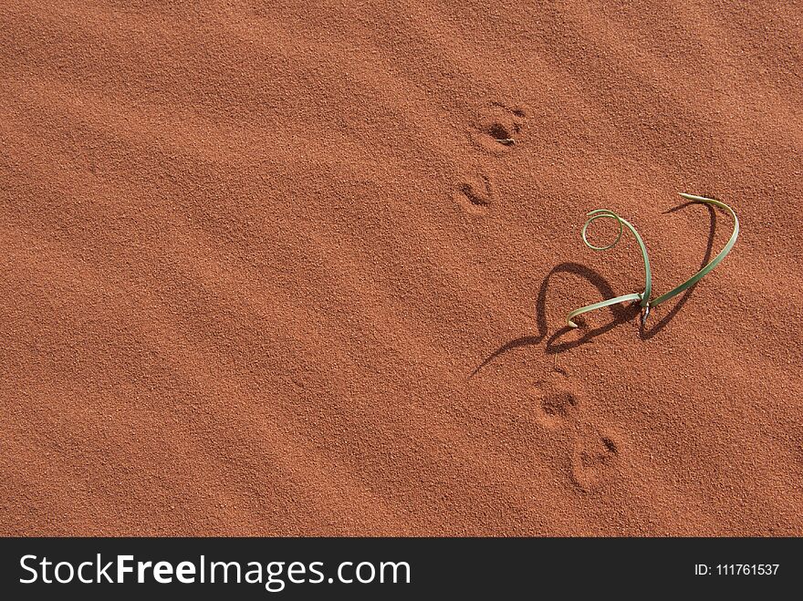 A young plant stuggling to grow in the desert sand. Red sand dune with wave pattern and prints. Direct sunlight resulting in a hot day. A young plant stuggling to grow in the desert sand. Red sand dune with wave pattern and prints. Direct sunlight resulting in a hot day.