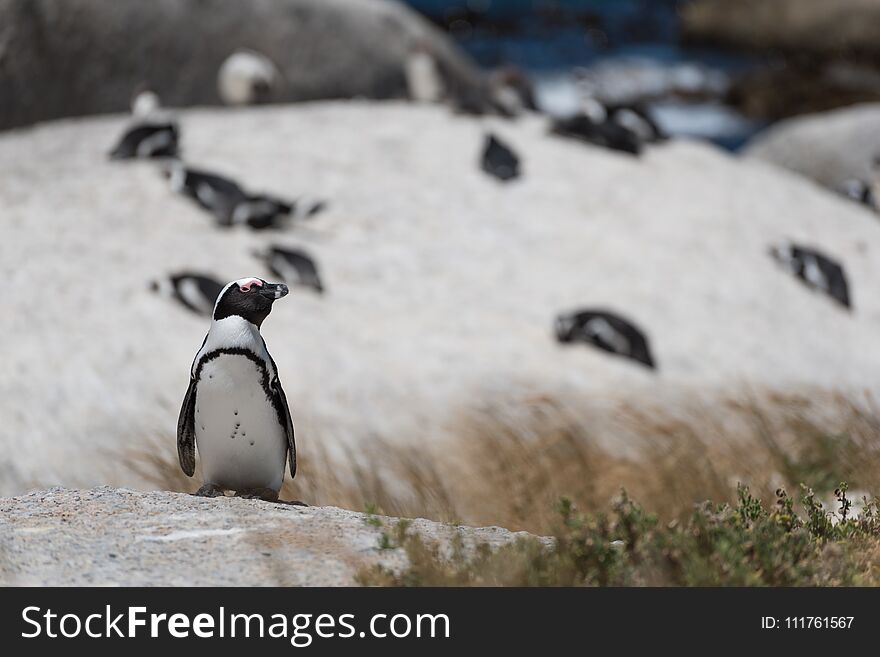 Curious African Penguin Standing On A Rock Before A Colony Of Pe