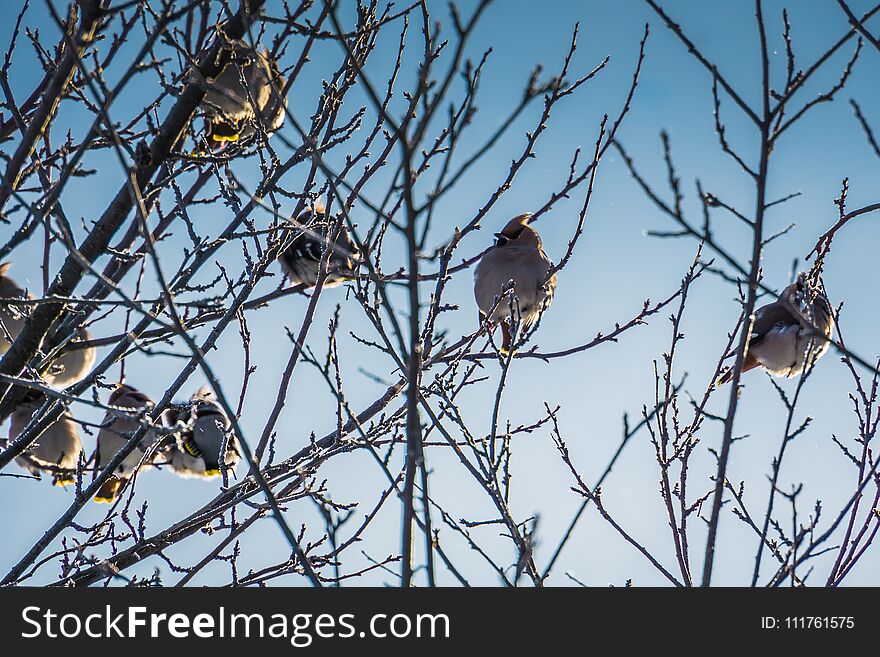 Waxwings On Winter Tree