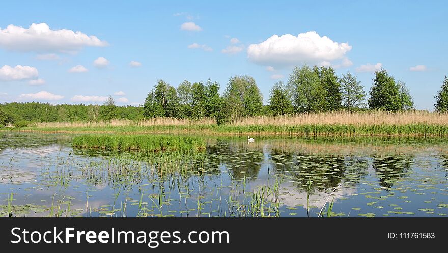 Chanel, Plants And Cloudy Sky, Lithuania