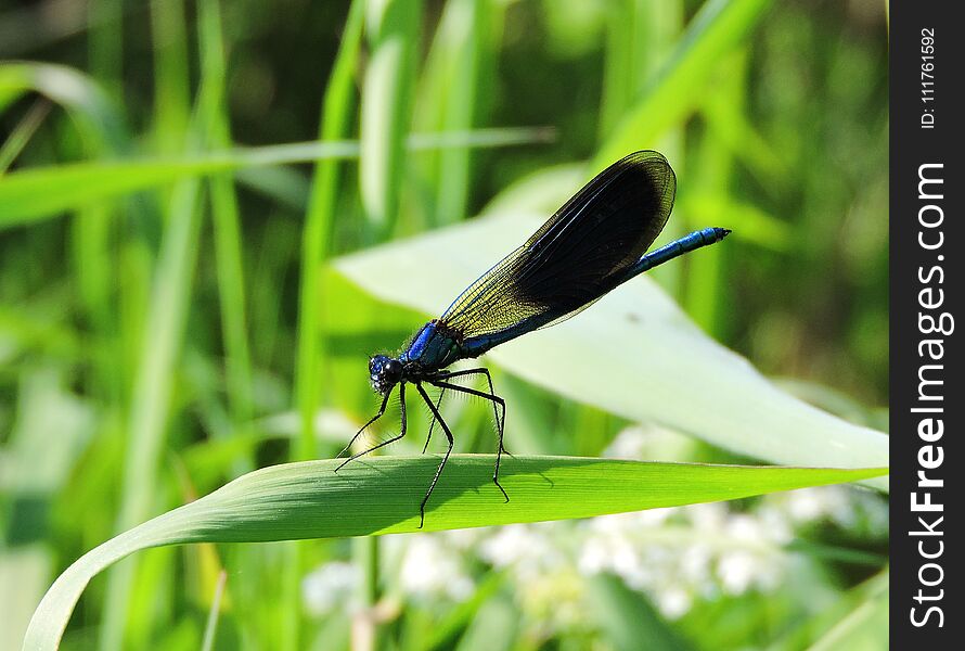 Blue Dragonfly On Grass, Lithuania
