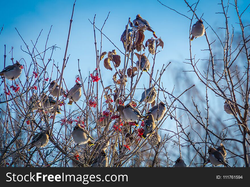 Waxwings on Winter Tree