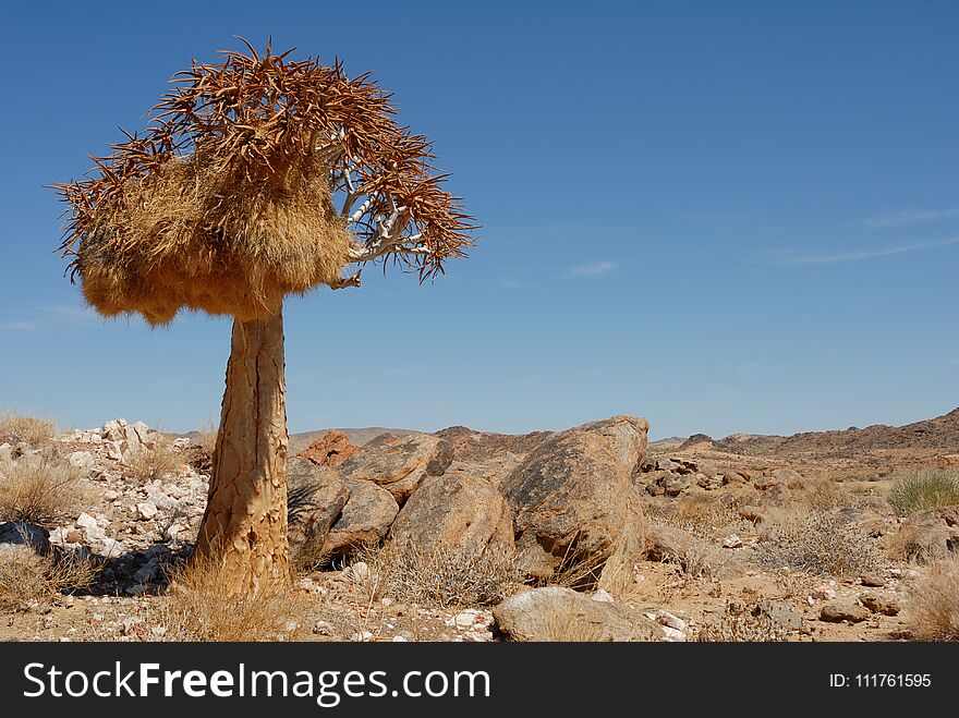 Rocky african desert landscape with a single quiver tree, kokerboom, and clear blue sky. Rocky african desert landscape with a single quiver tree, kokerboom, and clear blue sky